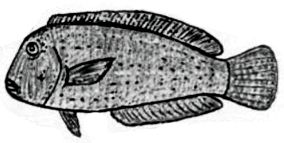 Xyrichtys novacula